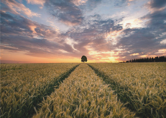 Field of dreams | Poster
