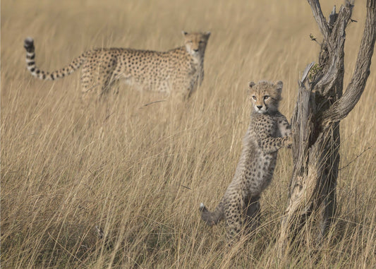 I've Got it Mum | Canvas