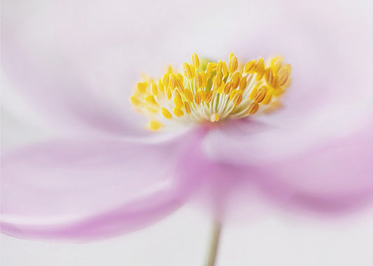 *Anemone* | Canvas