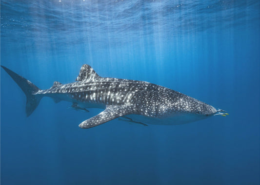 Whale shark in the blue | Poster