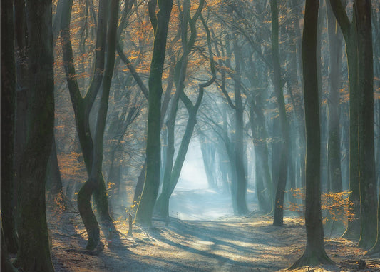 Cold Light | Poster