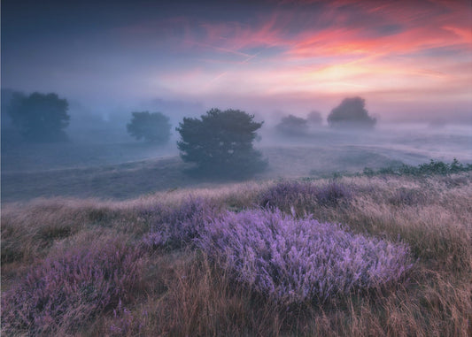 &quot;the colors of heather&quot; | Canvas