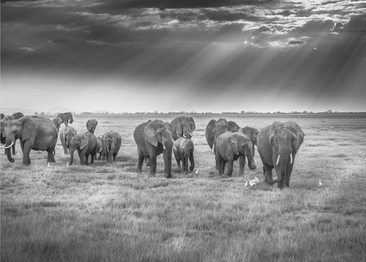Breakfast with pachyderms | Canvas