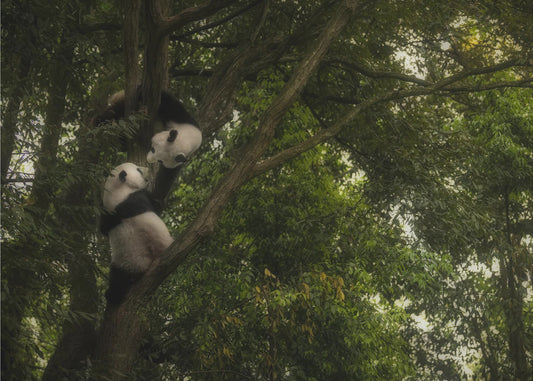 Panda | Canvas