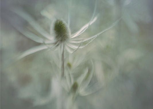 Teasel | Canvas
