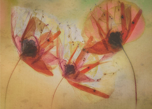 Poppy seeds | Canvas