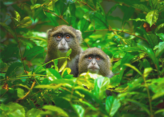 Blue Monkey | Poster