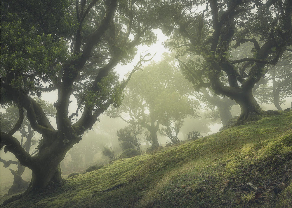 Enchanted Forest | Canvas