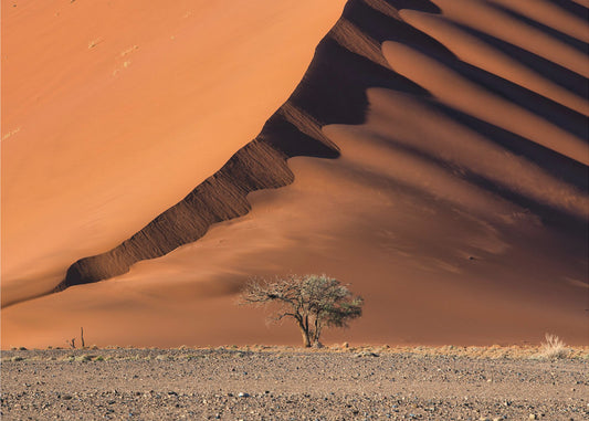 The dune and the tree | Canvas