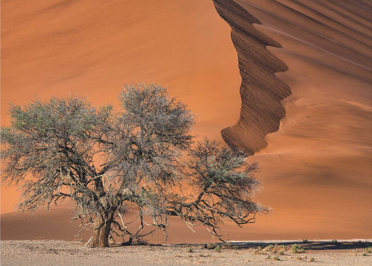 Acacia in the desert | Canvas