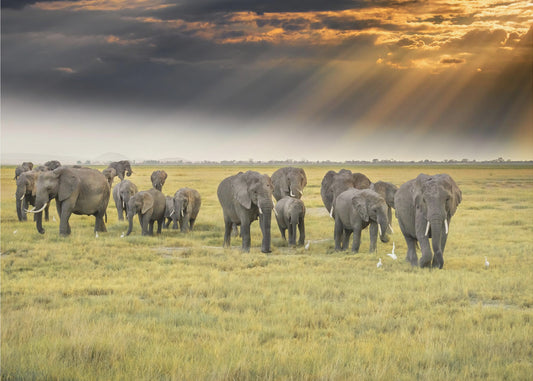 For the love of elephants | Poster