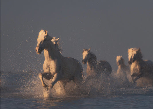 horses in sunset light | Canvas