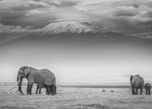 The land of giants | Canvas