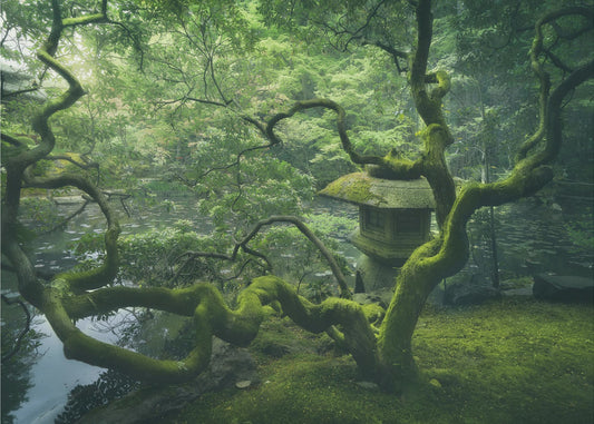 Japanese Tree | Canvas