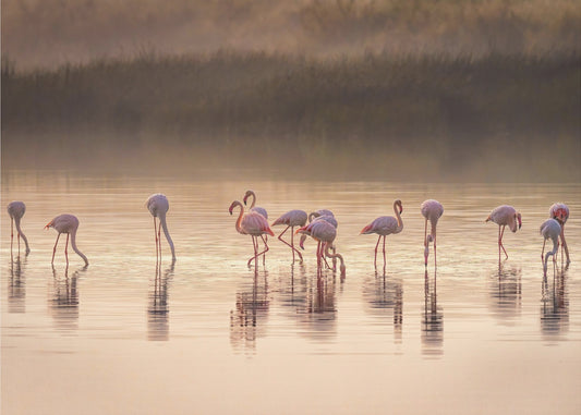 Photographic ode to Monet | Canvas