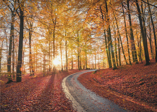 Road in Söderåsen nationalpark, Sweden | Canvas