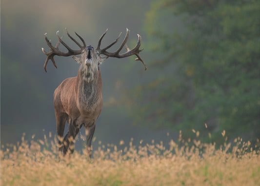 Deer wedding Song | Poster