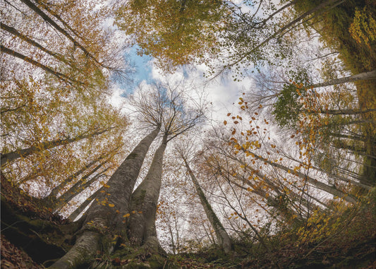 Forest | Wallpaper