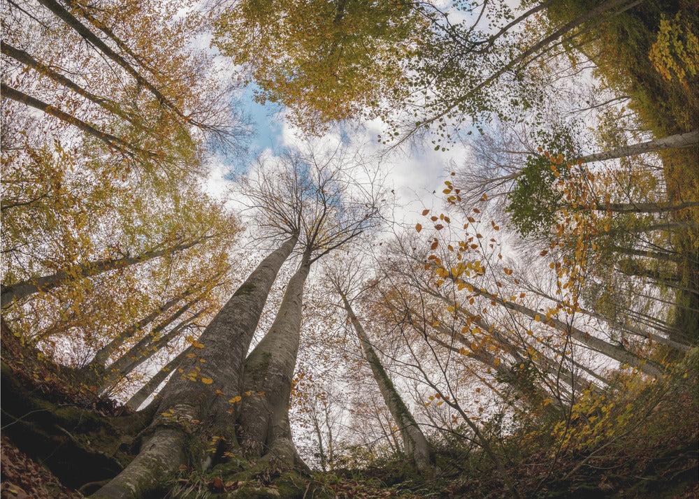 Forest | Canvas