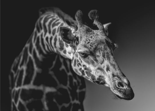 Giraffe | Poster