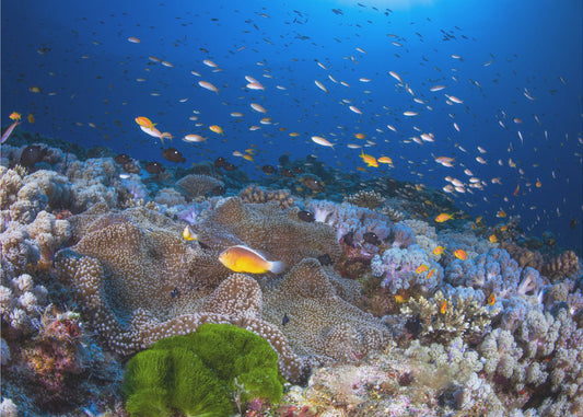 Anemon and Anthias | Poster