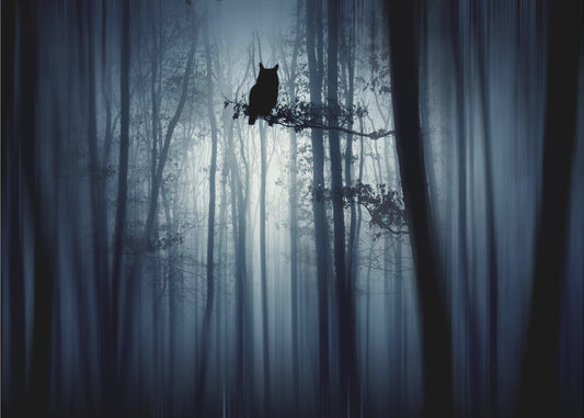 In the forest | Canvas