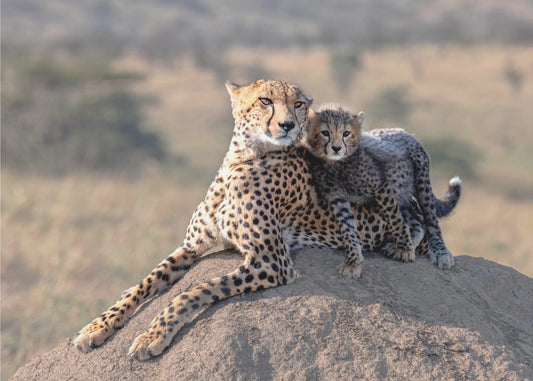 Cheetah and cup! | Poster