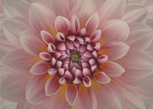 Blush | Canvas