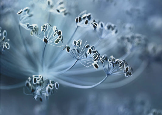 Dill | Canvas
