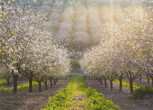 Golden Almonds | Poster