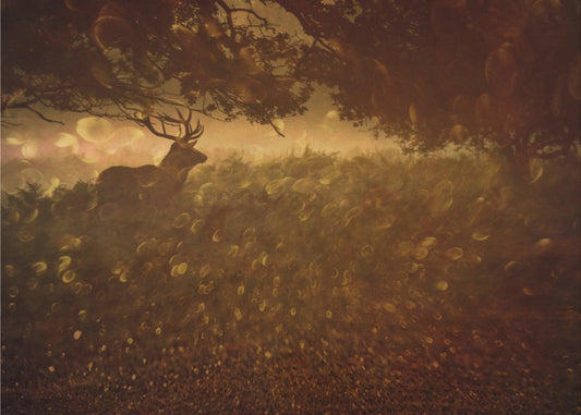 Golden Woods | Poster