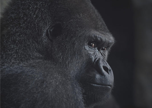 gorilla gaze | Poster