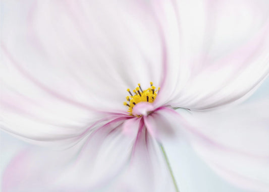 Cosmos | Canvas