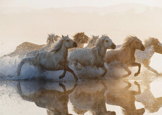 Horses | Poster