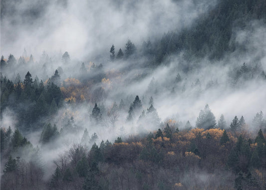A path of the fog | Poster