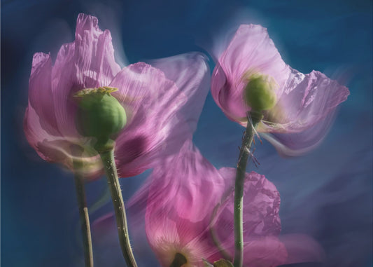 Poppies by the wayside | Poster