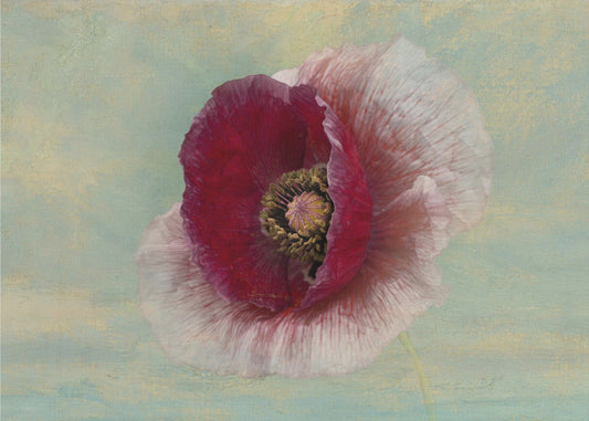 Burgundy Bonnet | Poster