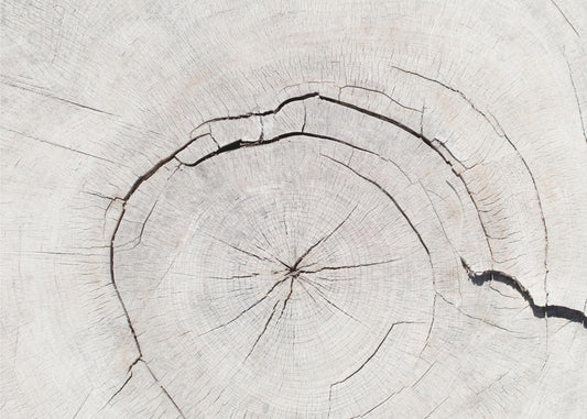 Texture 05 | Canvas