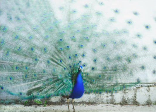 Peacock | Poster