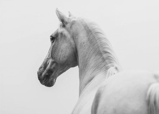 a short story about a shorn horse | Poster