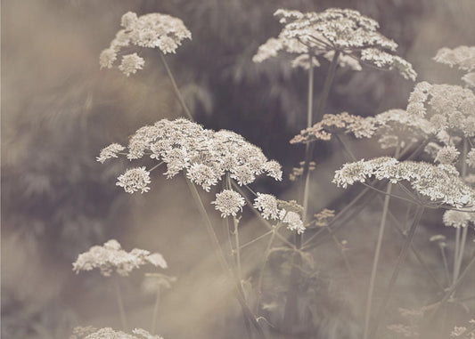 Wild Parsley | Poster