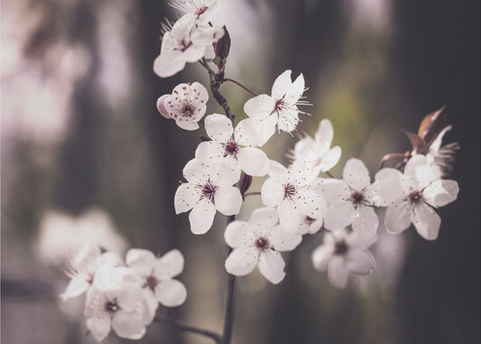 Blossoms | Poster