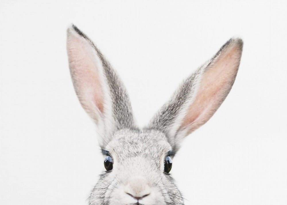 Peeking Bunny | Canvas