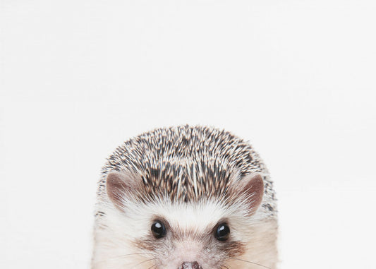 Peeking Hedgehog | Poster