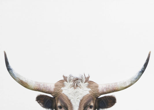 Peeking Longhorn Cow | Poster