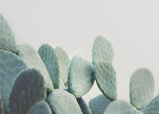 Pastel Cactus | Poster