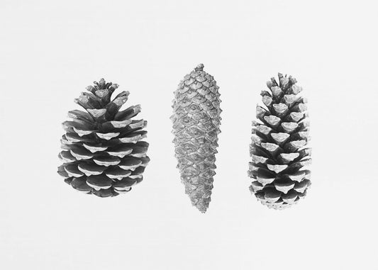 Pine Cone Study | Poster