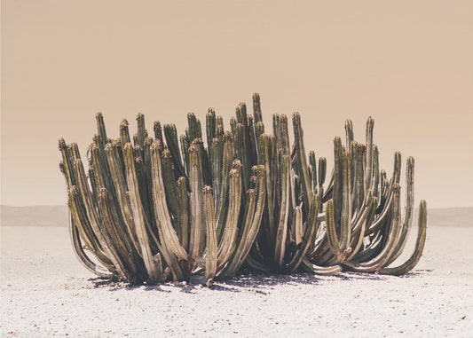 Peach Sky Cactus | Poster