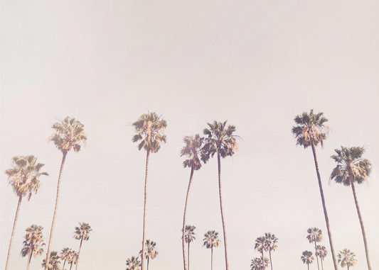 Sunny Cali Palm Trees | Poster