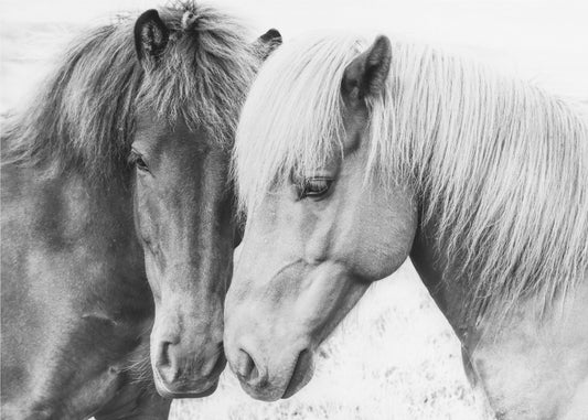 Horse Love | Poster